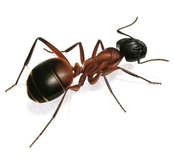 Il pene delle formiche