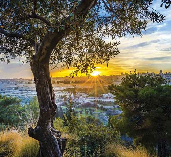 Città dei fiori a piedi